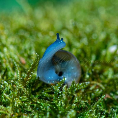 Escargot bleu luisant des caves