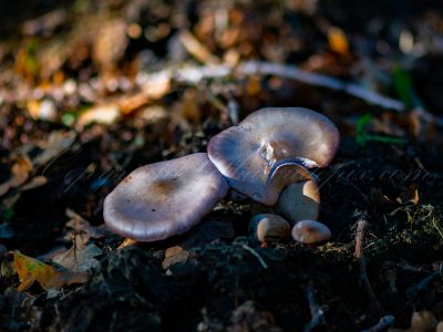 Petits champignons en lisière de forêt