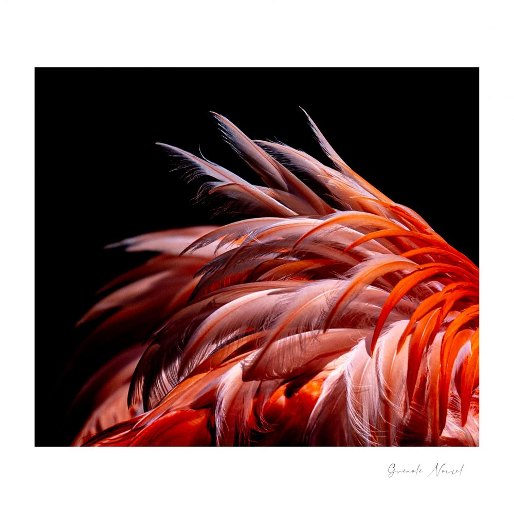 Plumes d'amour